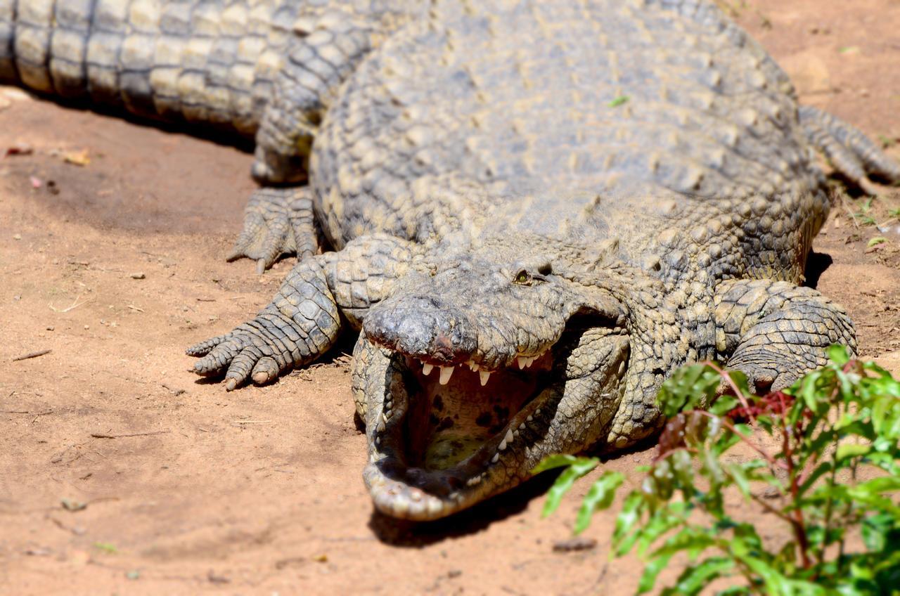 Botha's Hill Phezulu Safari Parkヴィラ エクステリア 写真