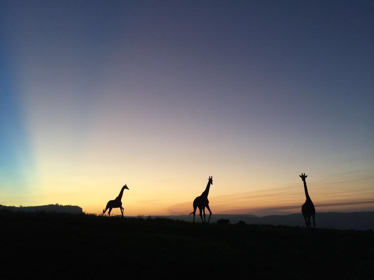 Botha's Hill Phezulu Safari Parkヴィラ エクステリア 写真