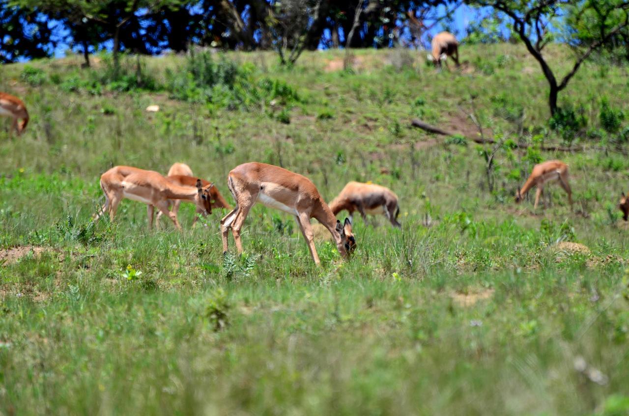 Botha's Hill Phezulu Safari Parkヴィラ エクステリア 写真